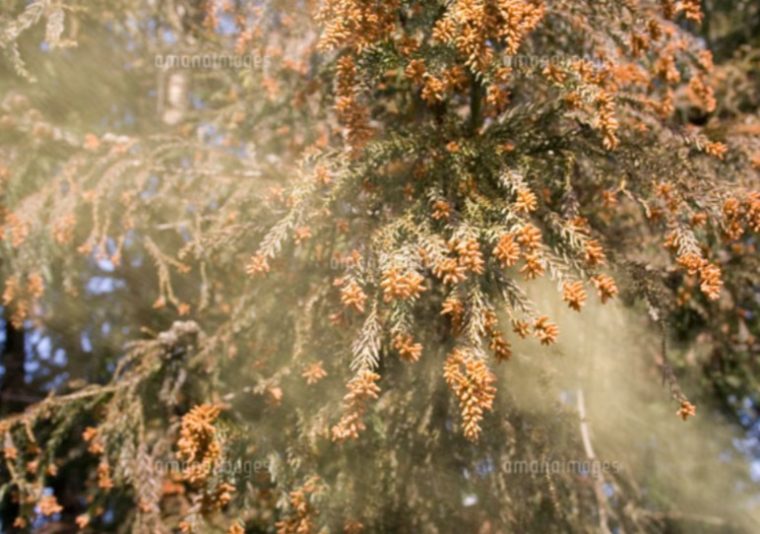 『花粉症対策は「入れない・持ち込まない」ことが大切』